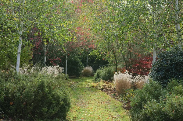 Waldgarten — Stockfoto