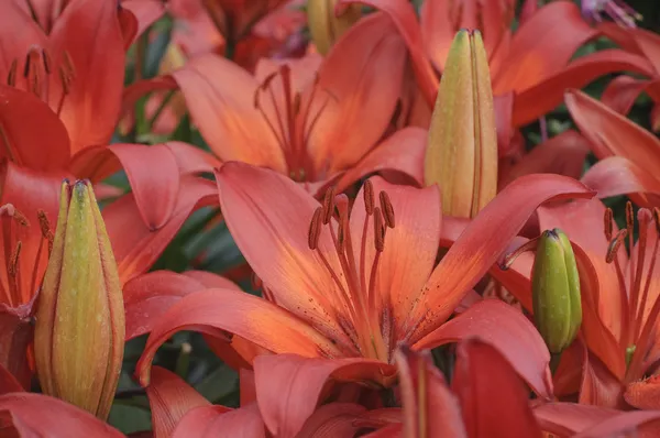 赤いユリの花と蕾 — ストック写真