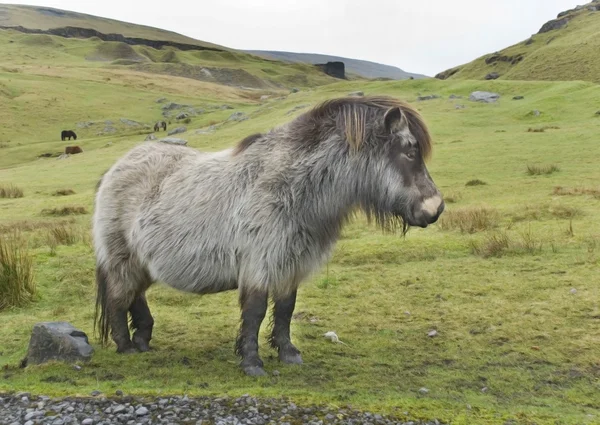 Gallese pony 1 Immagine Stock