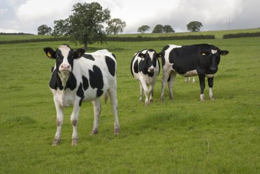 süt holstein ineklerin yılında İngiltere'de emekliye