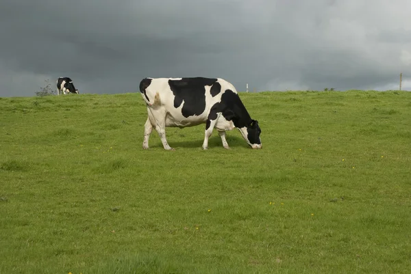 Mléčné farmy krávy uk — Stock fotografie