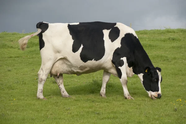 Holstein inek süt çiftliği uk