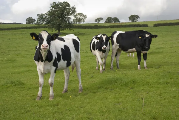 におけるホルスタイン種乳牛牧草英国 ロイヤリティフリーのストック写真