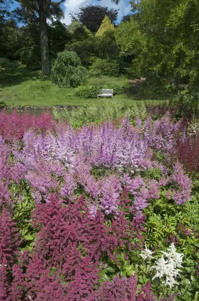 Blooming Astlibes — Stock Photo, Image