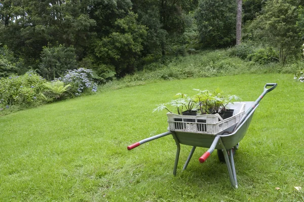 Gartenarbeit in Englands Schubkarre — Stockfoto