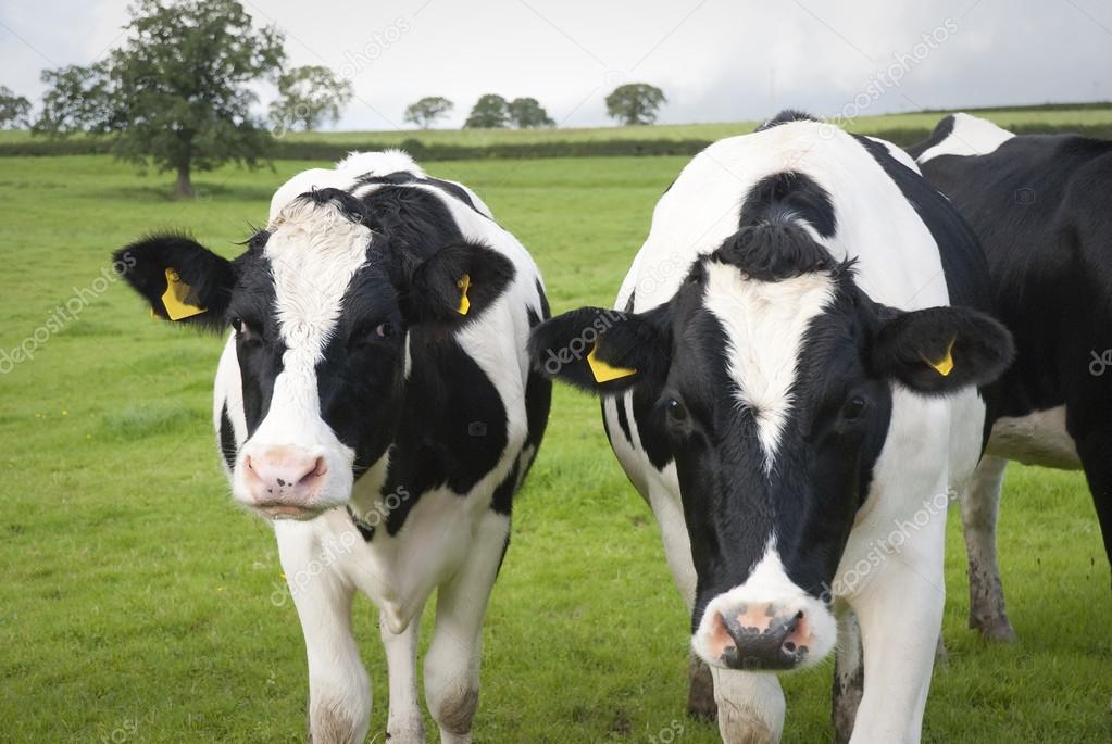 Dairy farm cows in UK — Stock Photo © damnura 24285601