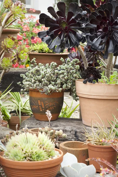 Potted succulents at garden centre — Stock Photo, Image