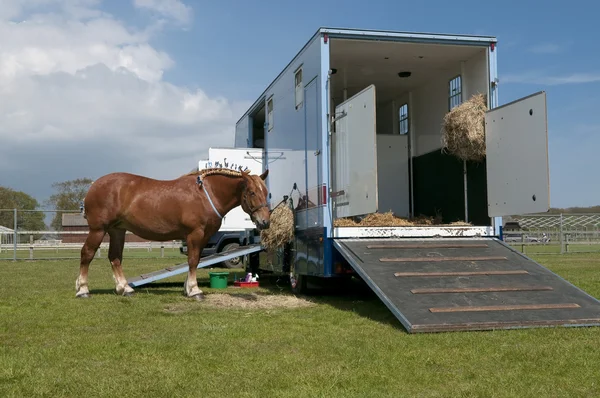 Horse truck and horse — Stock Photo, Image