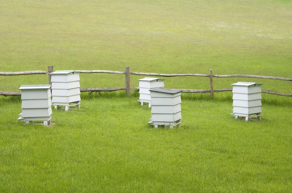 Bienenstöcke auf der grünen Wiese — Stockfoto