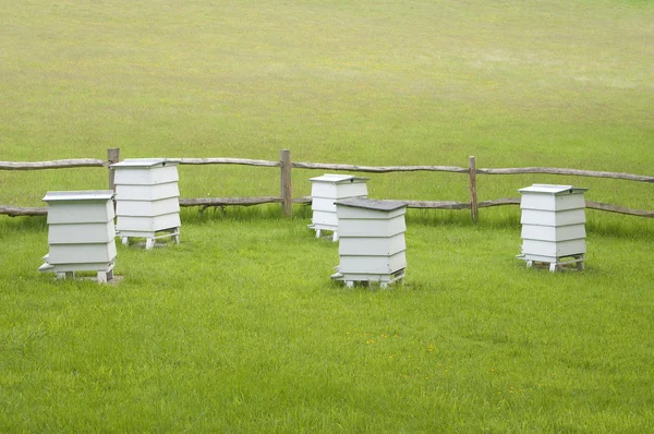 Hives in green meadow — Stock Photo, Image