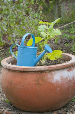Watering can and flower pot