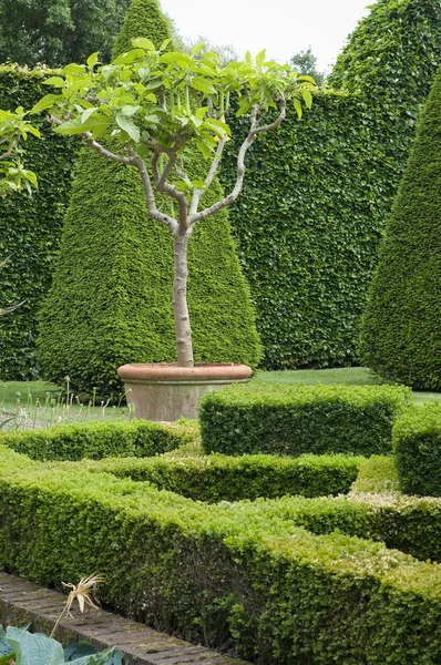 ツゲの木の庭の設計 — ストック写真