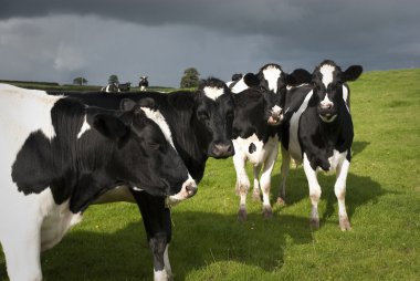 Holstein inek Galler