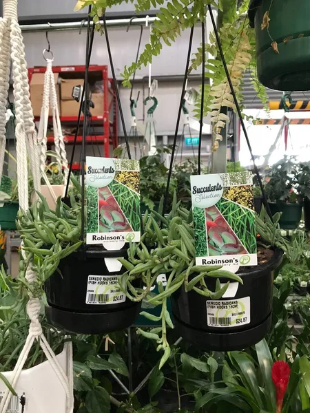종류의 식물들 시장에 있습니다 — 스톡 사진