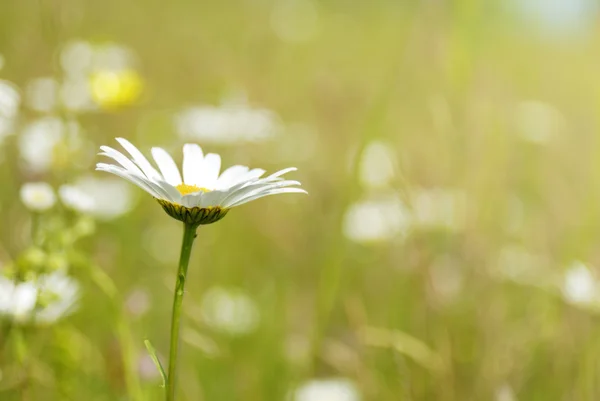 Uma imagem de uma bela margarida flores — Fotografia de Stock