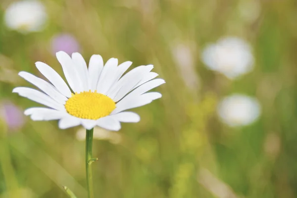 Una imagen de una hermosa margarita flores — Foto de Stock