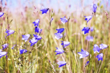 harebell bahar içinde alan