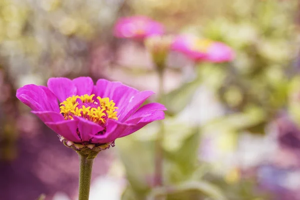 Hermosa flor de zinnia sobre fondo verde — Foto de Stock