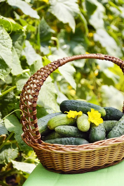 yeşil arka sepet içinde salatalık hasat