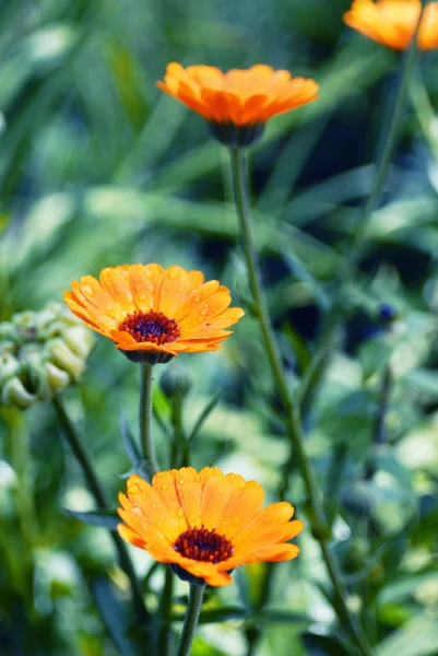 Floração de verão de flores de calêndula (calêndula) — Fotografia de Stock