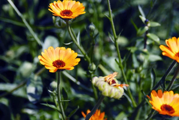 夏のカレンデュラ (マリーゴールド) 花の開花 — ストック写真