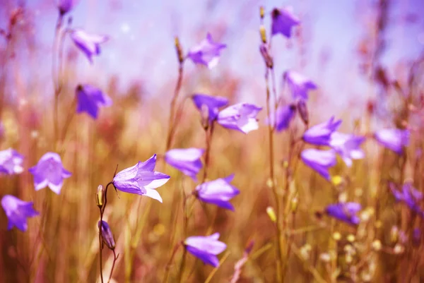 Dziedzinie harebell na wiosnę — Zdjęcie stockowe