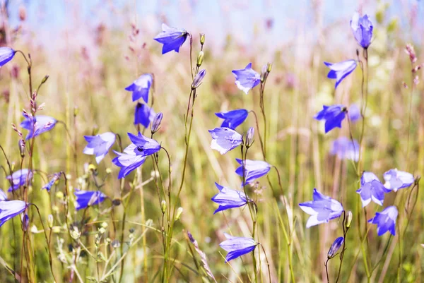 Fältet av blåklocka våren — Stockfoto