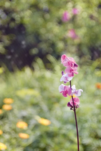 Bellissimi fiori rosa di pianta di fagioli selvatici — Foto Stock