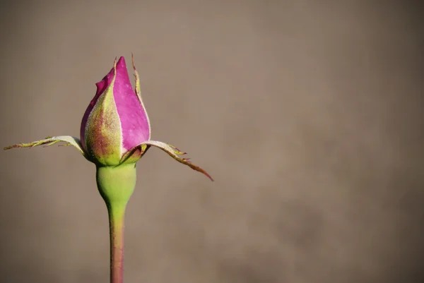 Kleine Knospe der rosa Rose — Stockfoto