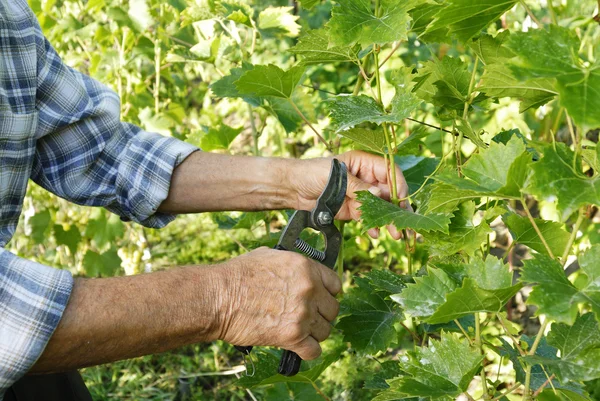 Серая виноградная лоза — стоковое фото