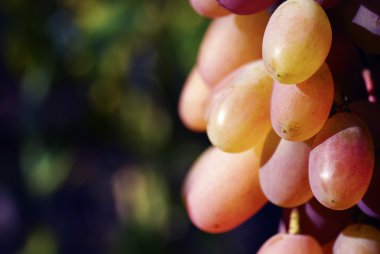 Sarmaşıkta bir demet üzüm