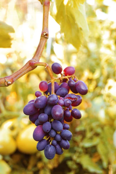 Bouquet de raisins sur la vigne — Photo