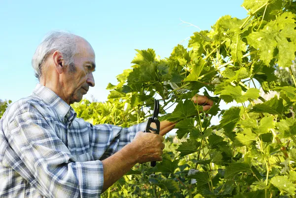 Uomo anziano taglio vite — Foto Stock