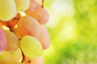 Sarmaşıkta bir demet üzüm