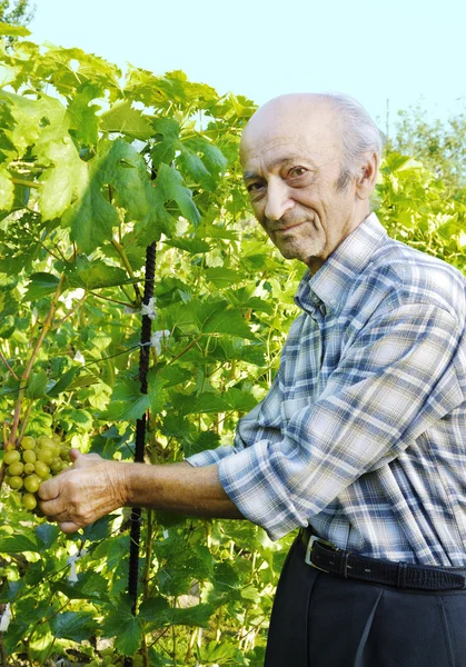 Uomo anziano taglio vite — Foto Stock