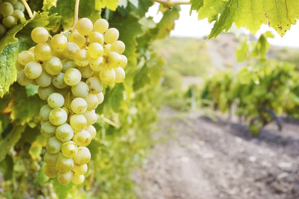 tatlı ve lezzetli beyaz üzüm demet