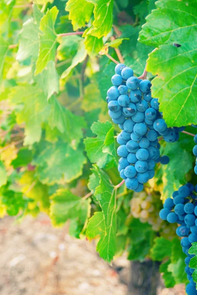 Ramo de uva azul dulce y sabroso —  Fotos de Stock