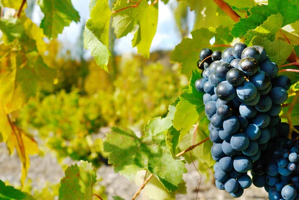 Bando de uva azul doce e saboroso — Fotografia de Stock