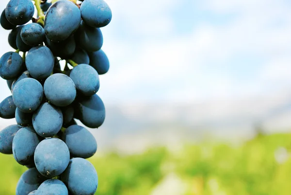 Sweet and tasty blue grape bunch — Stock Photo, Image