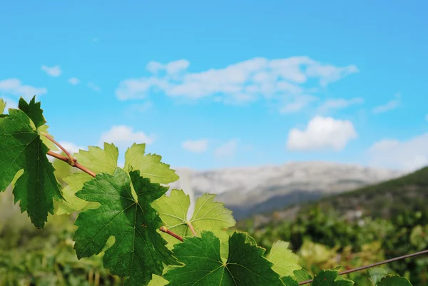 Rader av vinstockar — Stockfoto