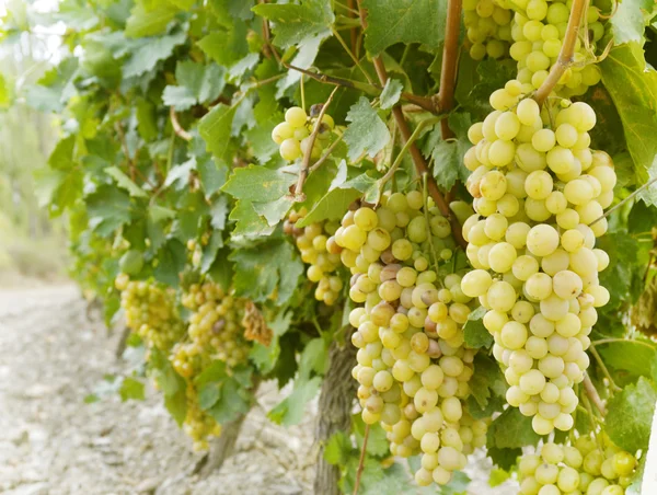 Ramo de uva blanca dulce y sabrosa —  Fotos de Stock