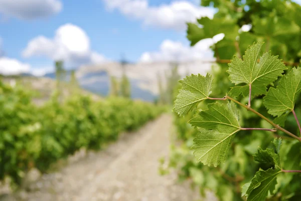 Rader av vinstockar — Stockfoto