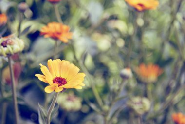 Yaz calendula (kadife çiçeği) çiçek çiçek