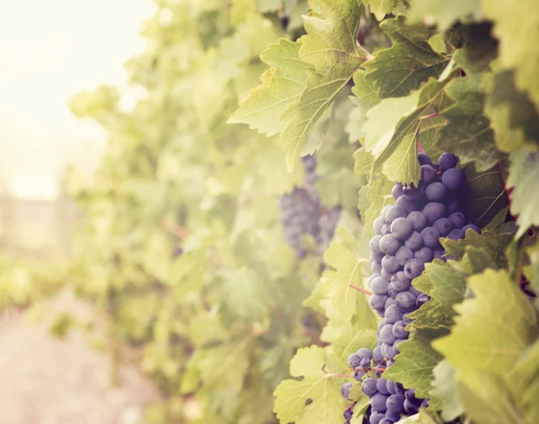 Ramo de uva azul dulce y sabroso —  Fotos de Stock