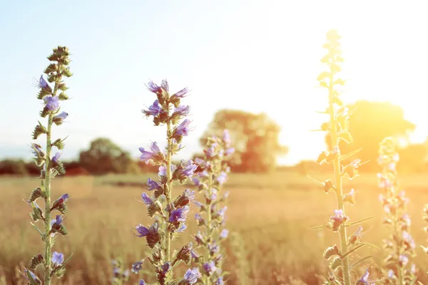 Цветок фиолетового луга с солнечными лучами — стоковое фото