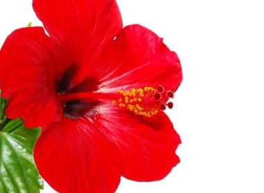 Kırmızı hibiscus çiçek kafa