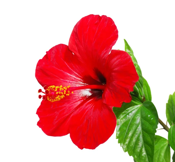 Kırmızı hibiscus çiçek kafa