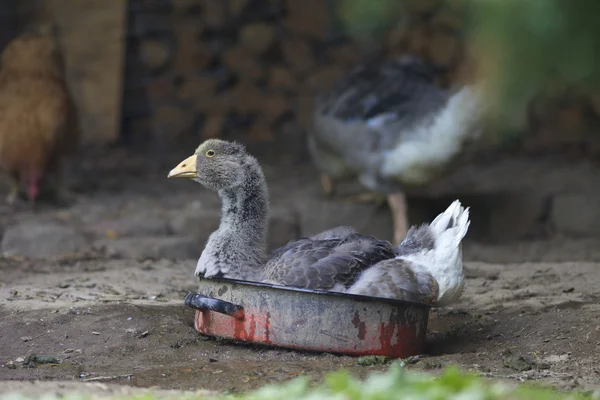 Ganzenlever in een bawn — Stockfoto