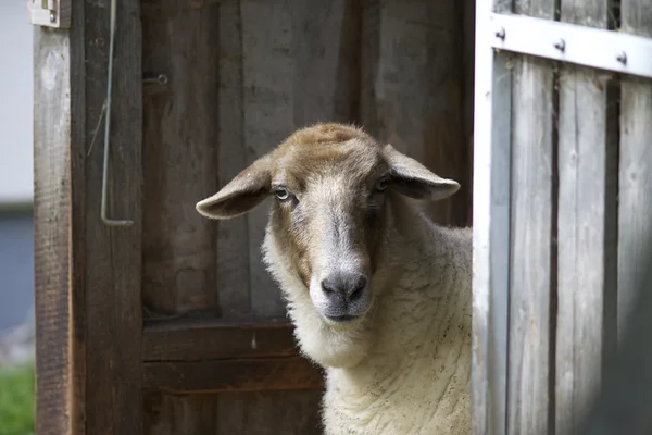 Ahırda koyun — Stok fotoğraf
