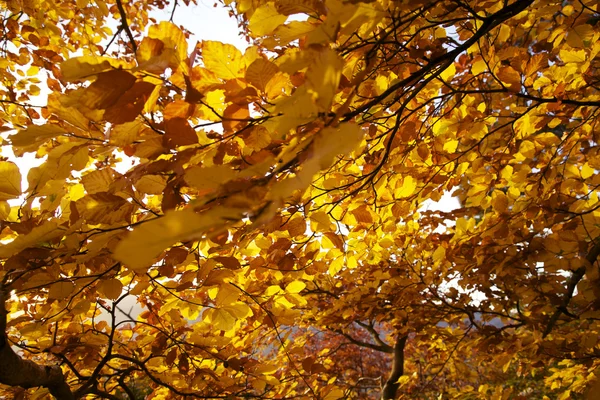 秋の針広混交林 — ストック写真